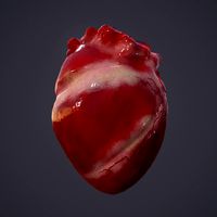 human heart