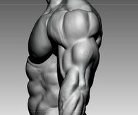 bodybuilder base mesh