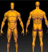 base mesh anatomy 4