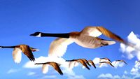 wild goose