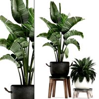 decorative plants in flower pots for the interior 459