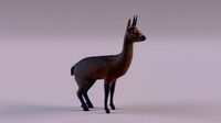 Klipspringer