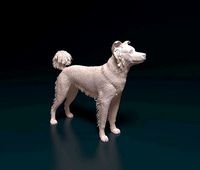 Border Collie cross | 3D