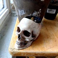 skull-pot | 3D
