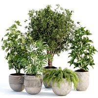 Indoor Outdoor Plants collection vol 105