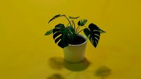 Monstera indoor plant PBR Ready for Unreal Engine 5