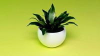 Aspidistra indoor plant PBR Ready for Unreal Engine 5