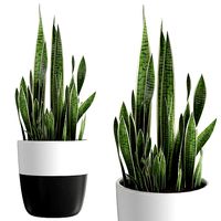 Snake Plant - Sansevieria 1