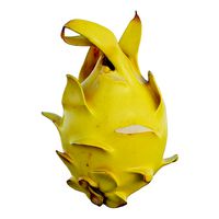 Dragon fruit 14