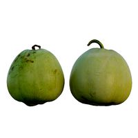 Pear shaped pyrifrom melon 02