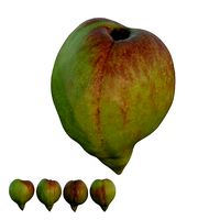 peach 12