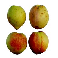 Peach 05