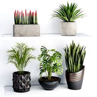 indoor plants on shelf collection vol 100