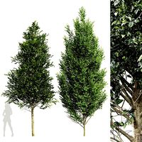 Carpinus Betulus Broadleaf-2 trees