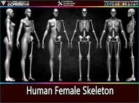Highly Detailed Human Female Skeleton