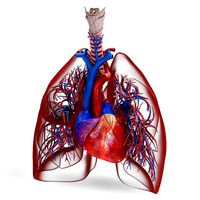 Lungs and heart