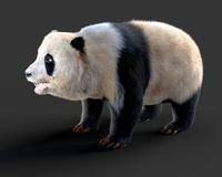 panda hair fur rigged