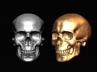 skull