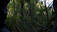 Geometry Nodes Spider Web