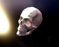 Skull