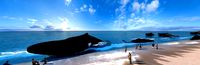 big whale