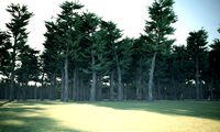 Conifer Forest 3d exterior scene