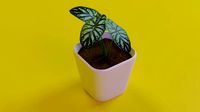 Dragon Scale Alocasia Baginda indoor plant PBR
