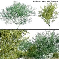 Parkinsonia Florida - Blue Palo Verde 02