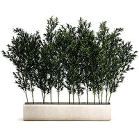 Bamboo thickets for landscaping and outdoors in a flowerpot