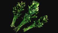 Dill Parsley Onion Green