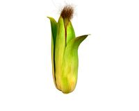 corn maize