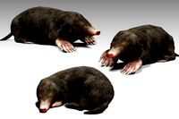 Mole