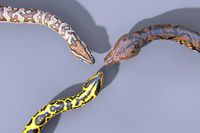 Animated Pythons Volume 3