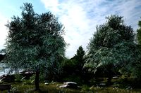 Nature Assets - Bird Cherry Tree