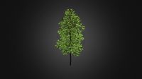 American Elm 3D Model 3.3m
