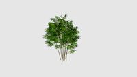 Phyllostachys aureosulcata Plant