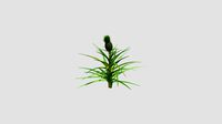 Ananas comosus for CinemaD