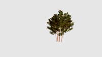 Phyllostachys aureosulc for CinemaD