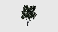 Betula Plant