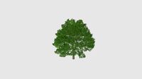 Quercus Plant