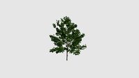 Betula Plant