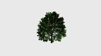 Carpinus Plant