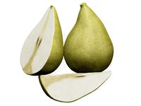 Pears 3D Model