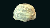 Lissostrophia lindenensis