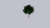 Standard Twilight Crape Myrtle