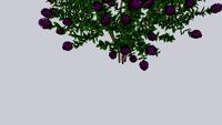 Twilight Crape Myrtle