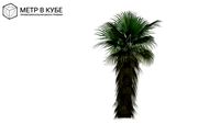 Washingtonia robusta