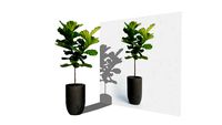 Ficus elastica / Biola cantik (idn)