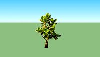 Bonsai Dolar