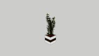 Planta Canto